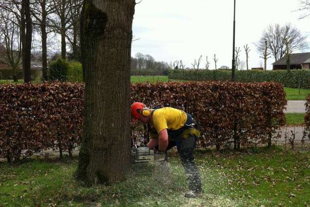 boom afzagen op grasveld lindeboom verwijderen vakkundig snel en goedkoop wat kost het om een boom te kappen snoeien te verwijderen Tilburg Vught Helvoirt Oisterwijk